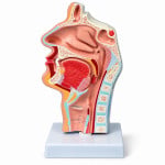 Nasal Cavity Model